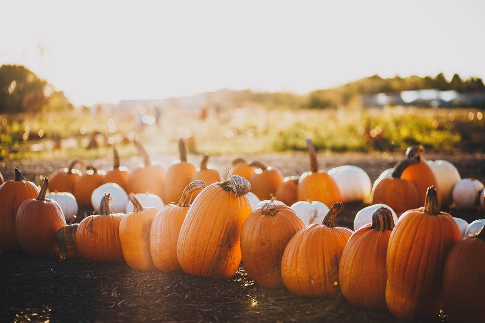 Plaisirs d'automne : liste de choses à faire