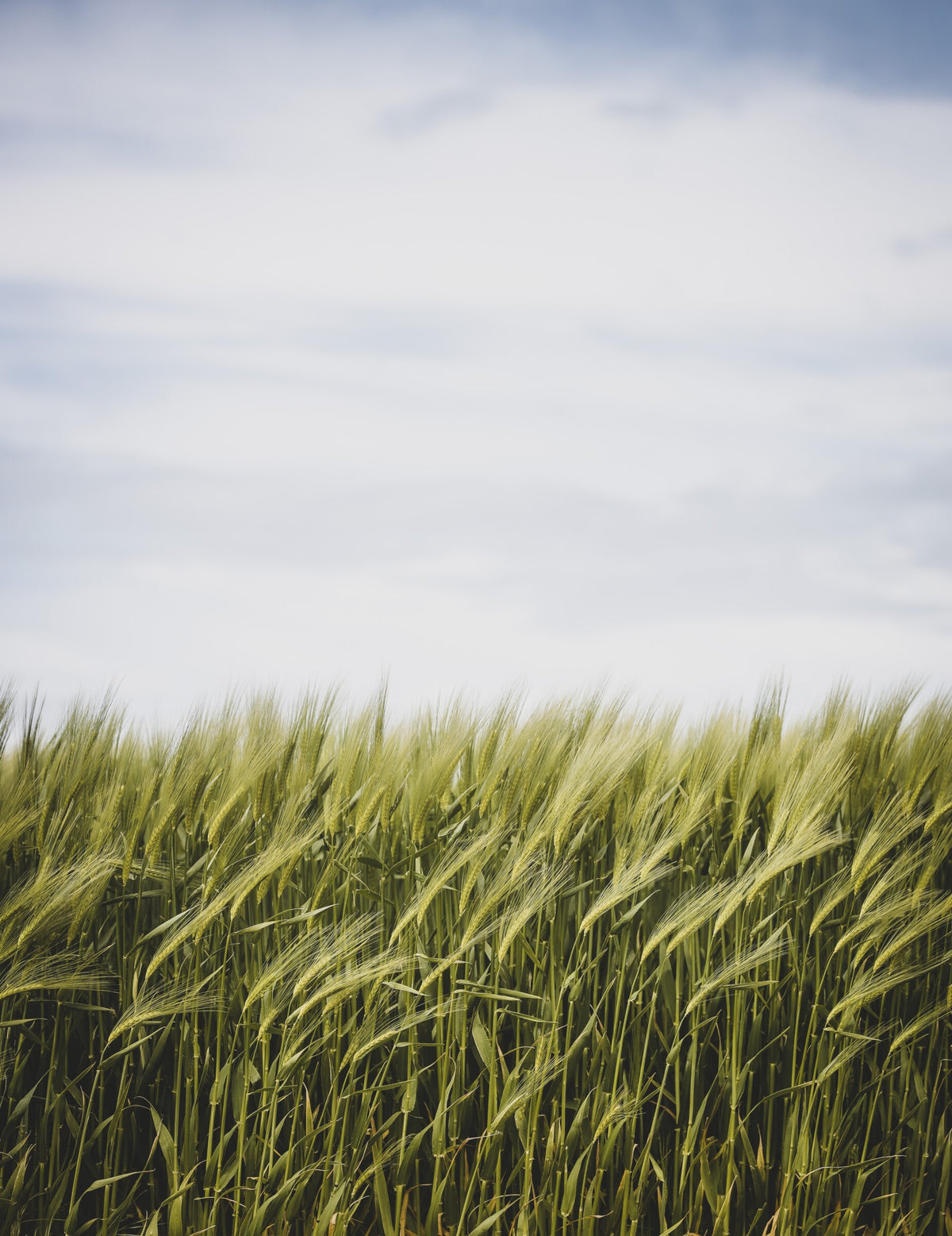 5 PRODUITS DE L’AGRICULTURE BIO À DÉCOUVRIR AU QUÉBEC