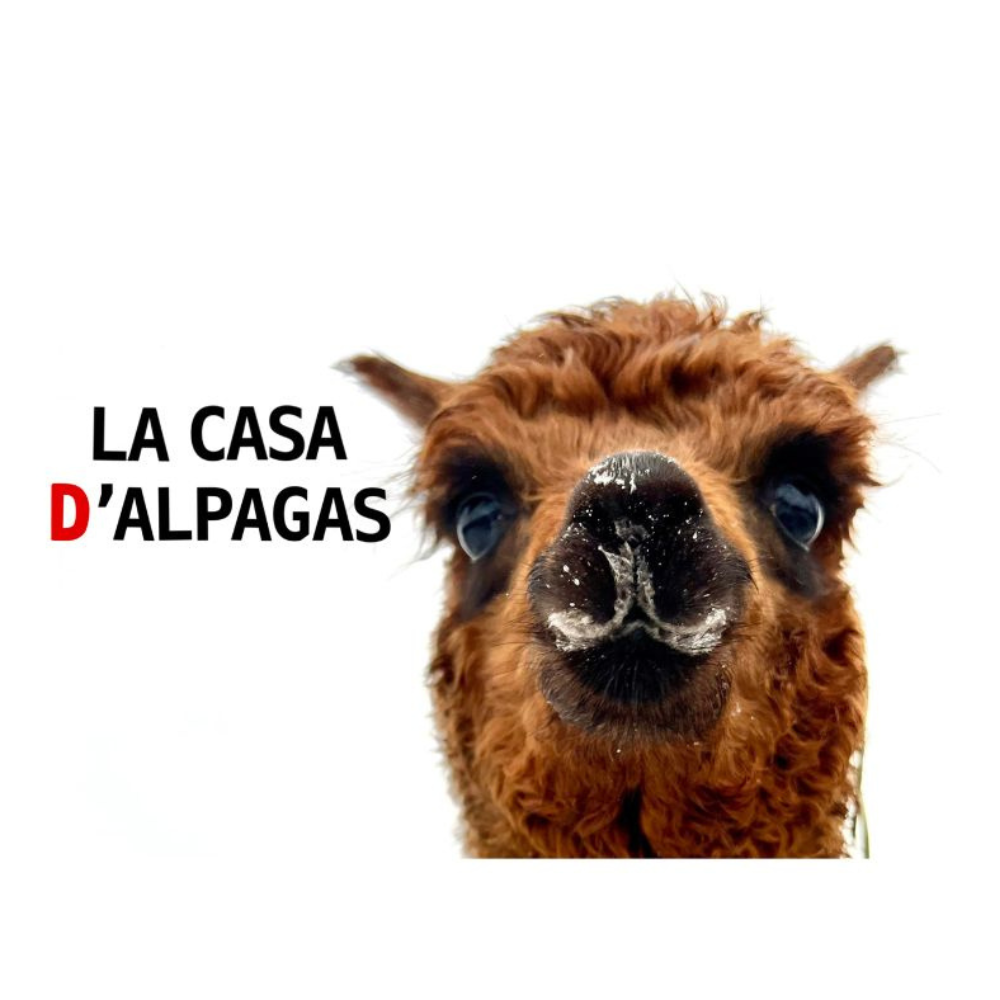 Pique-nique avec les alpagas pour 2 personnes - La casa d'alpagas