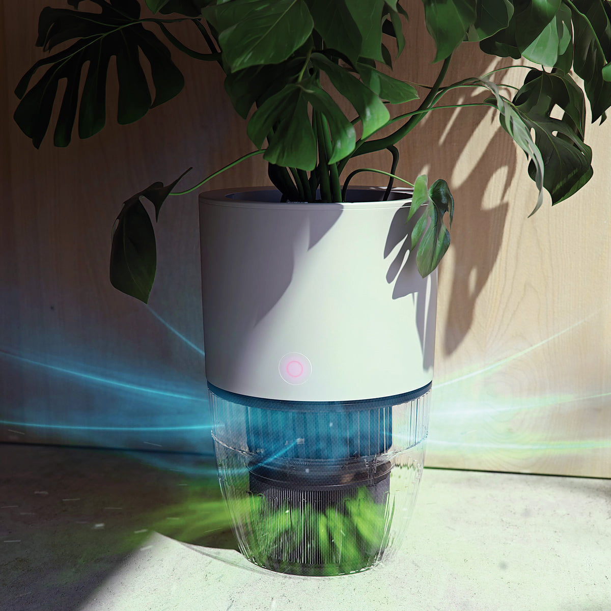 Circulation de l'air à travers le filtre du purificateur d'air Bloom, sous une plante