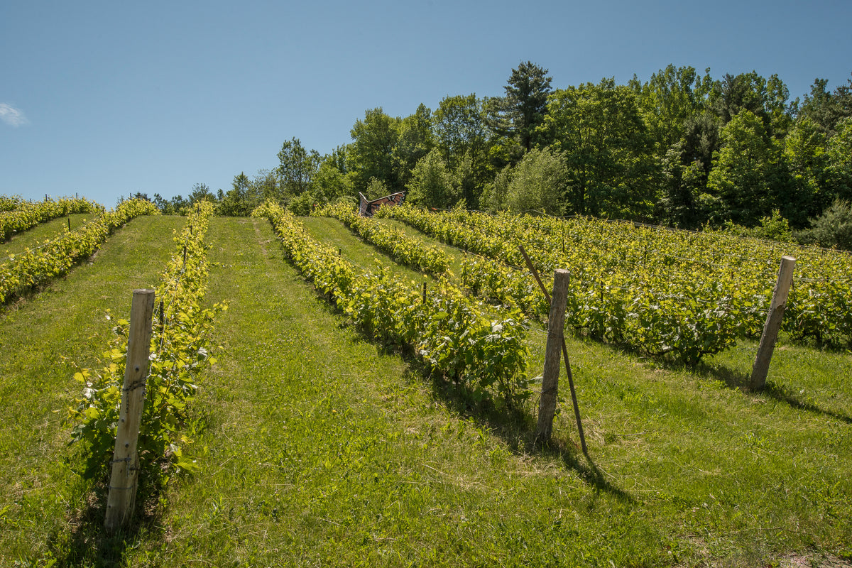 Vin et fromage pour 2 personnes - Domaine des Côtes d'Ardoise