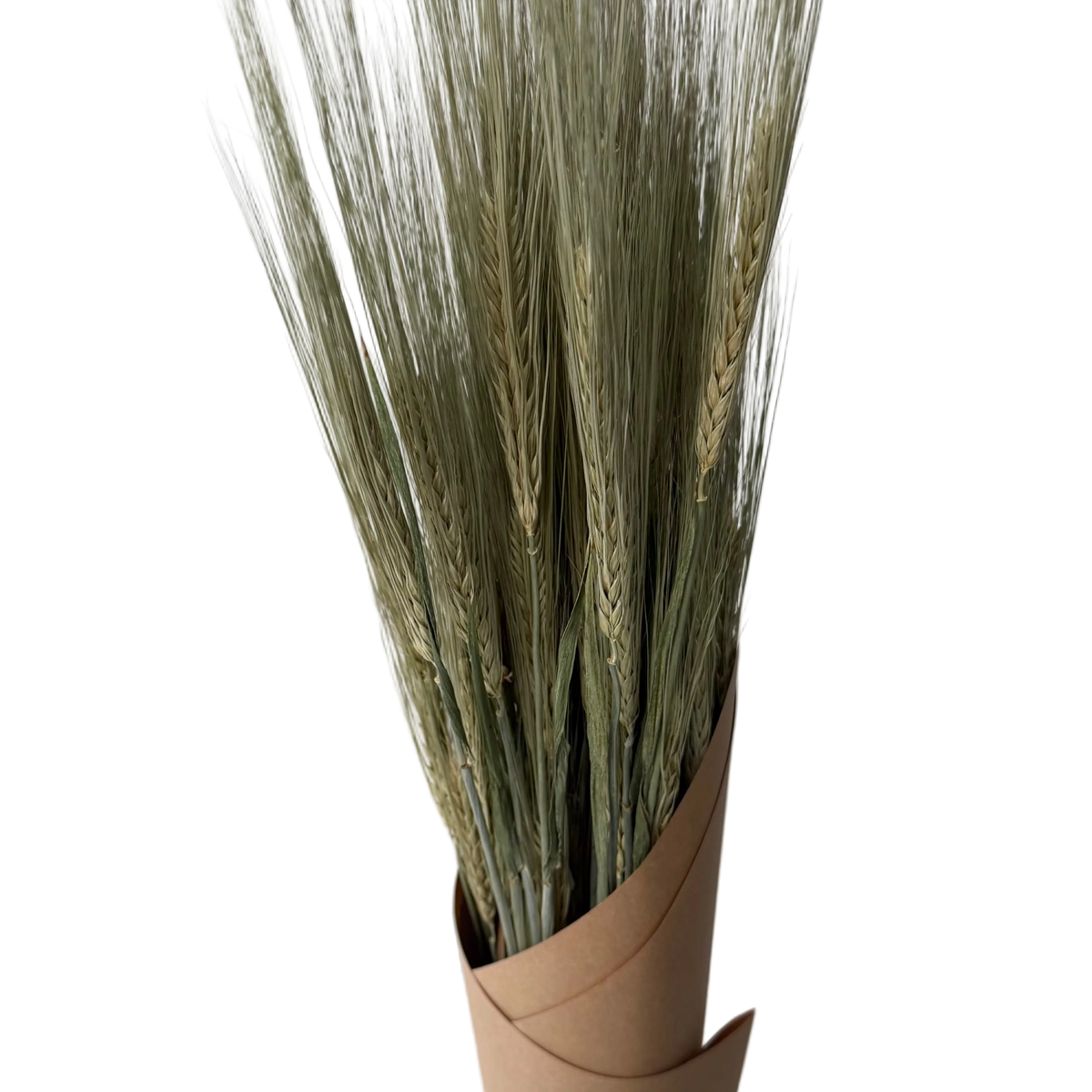 Orge