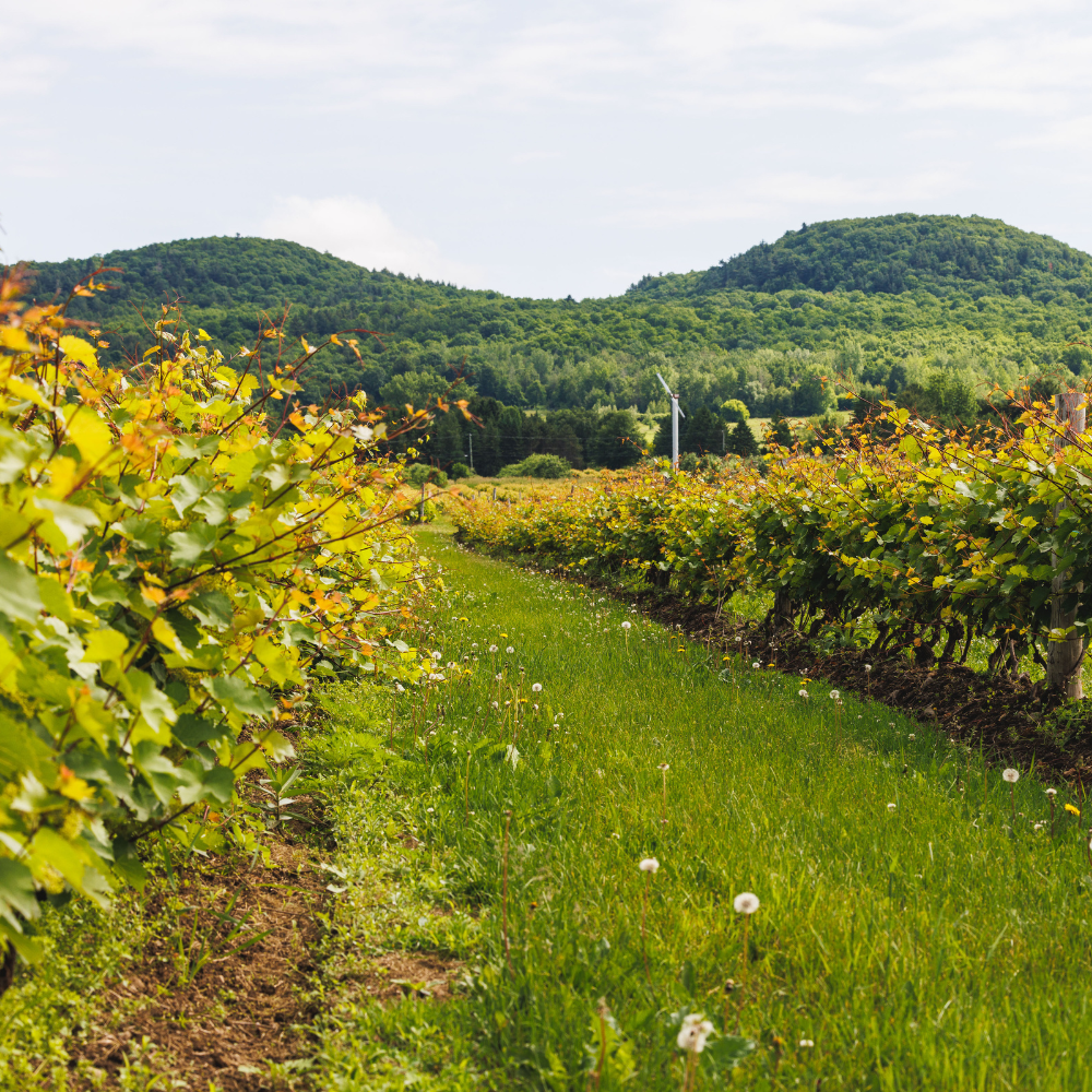 Dégustation de vin et bouteille - Domaine de Lavoie - Vignoble et cidrerie