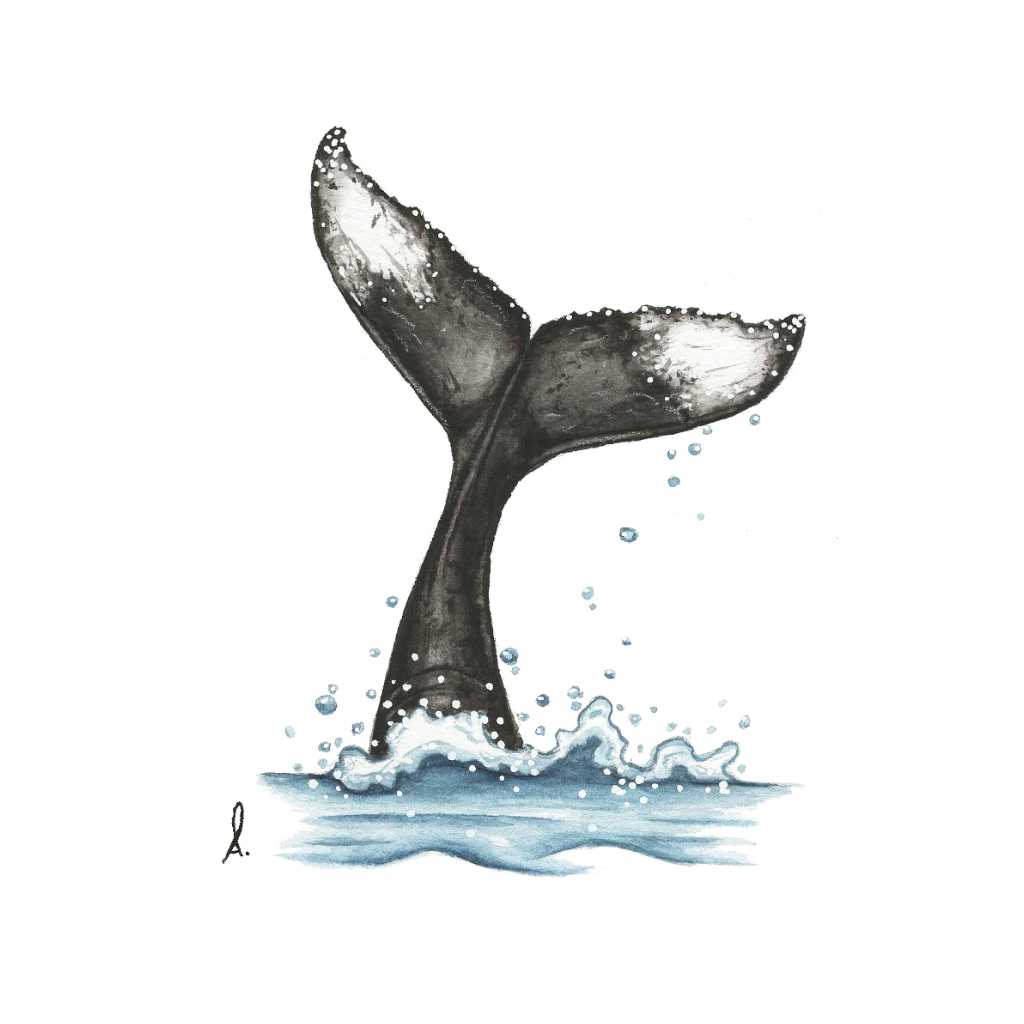 Affiche - Queue de baleine - 5'' x 7''