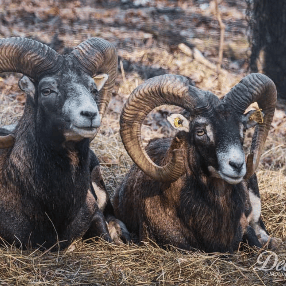 Journée familiale avec les animaux pour 4 personnes - Ranch Dupont