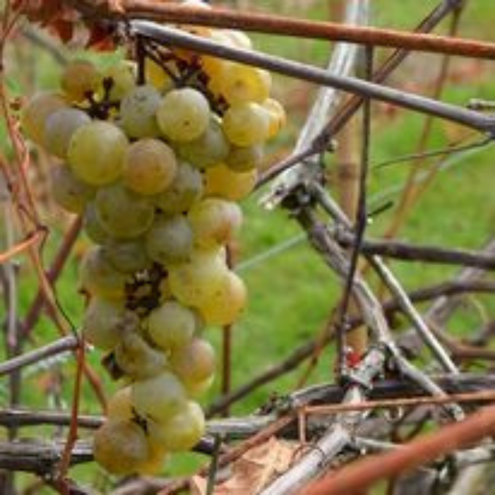 Dégustation de vins pour 4 personnes - Vignoble La Halte des Pèlerins