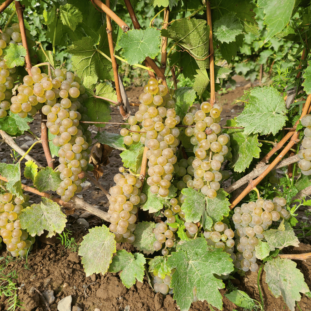 Dégustation pour 2 personnes - Val Caudalies Vignoble et cidrerie