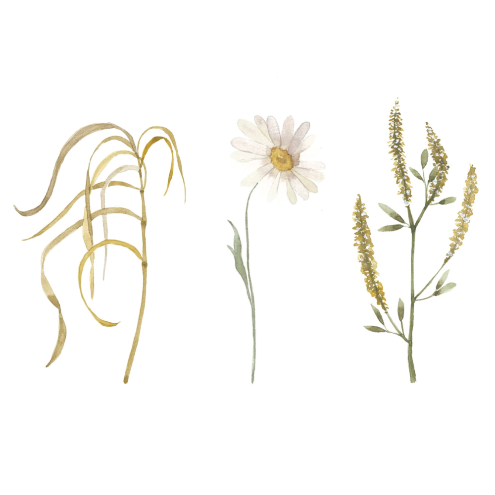 Carte de souhaits - Fleurs des champs