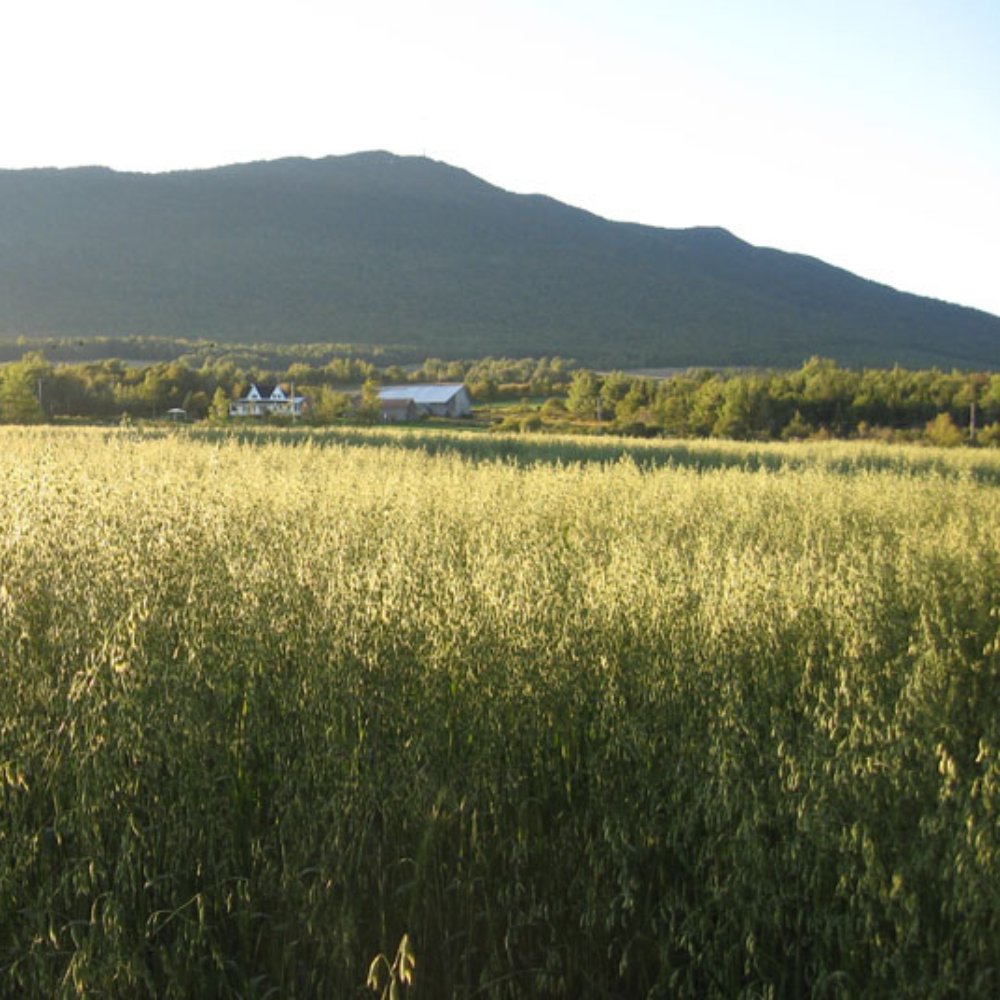 Nuitée et vue sur le Mont Mégantic pour 2 personnes - Aux Berges de l'Aurore