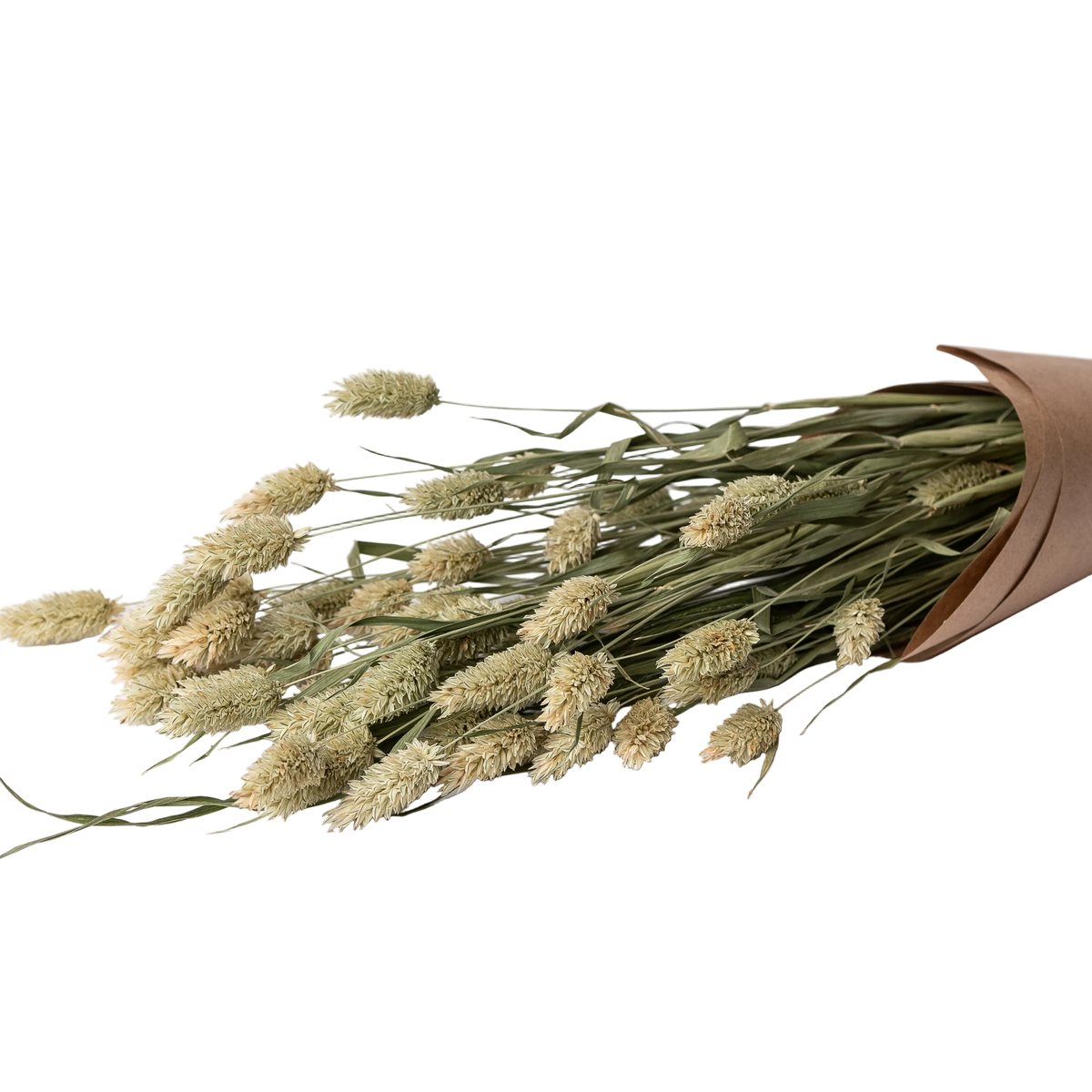 Phalaris