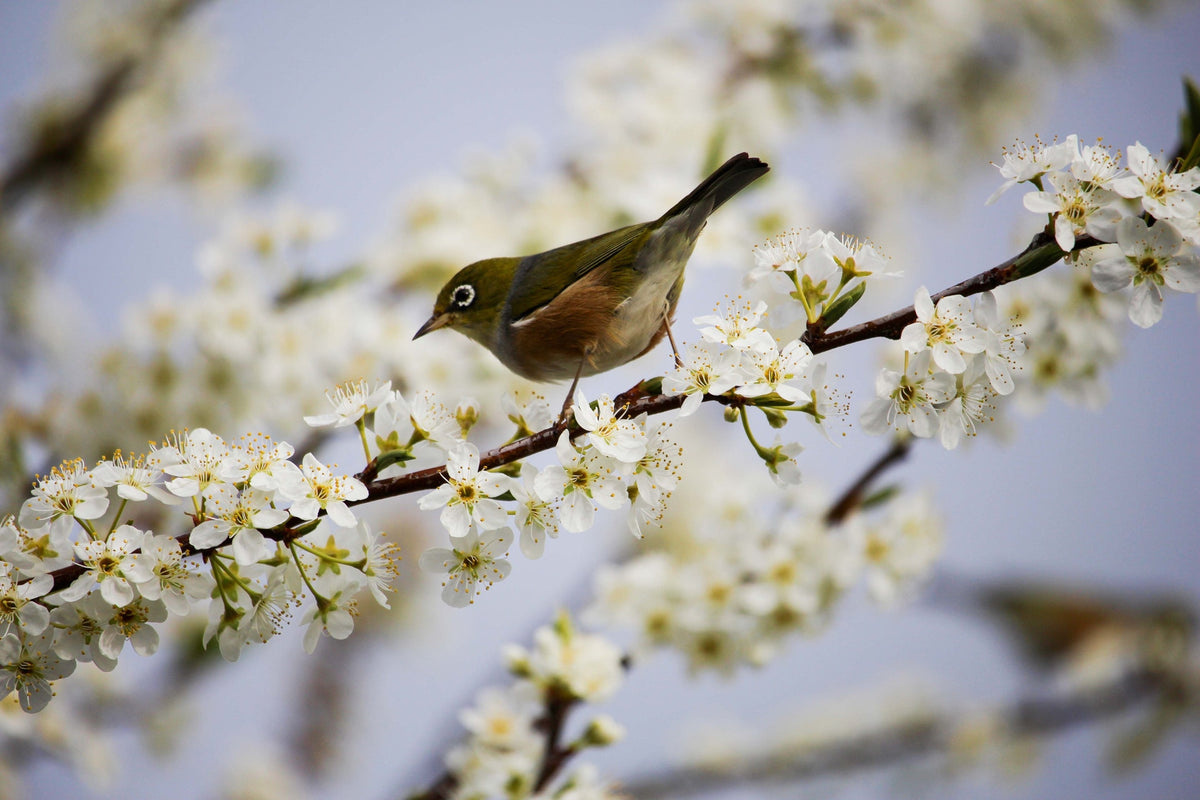 printemps-couverture