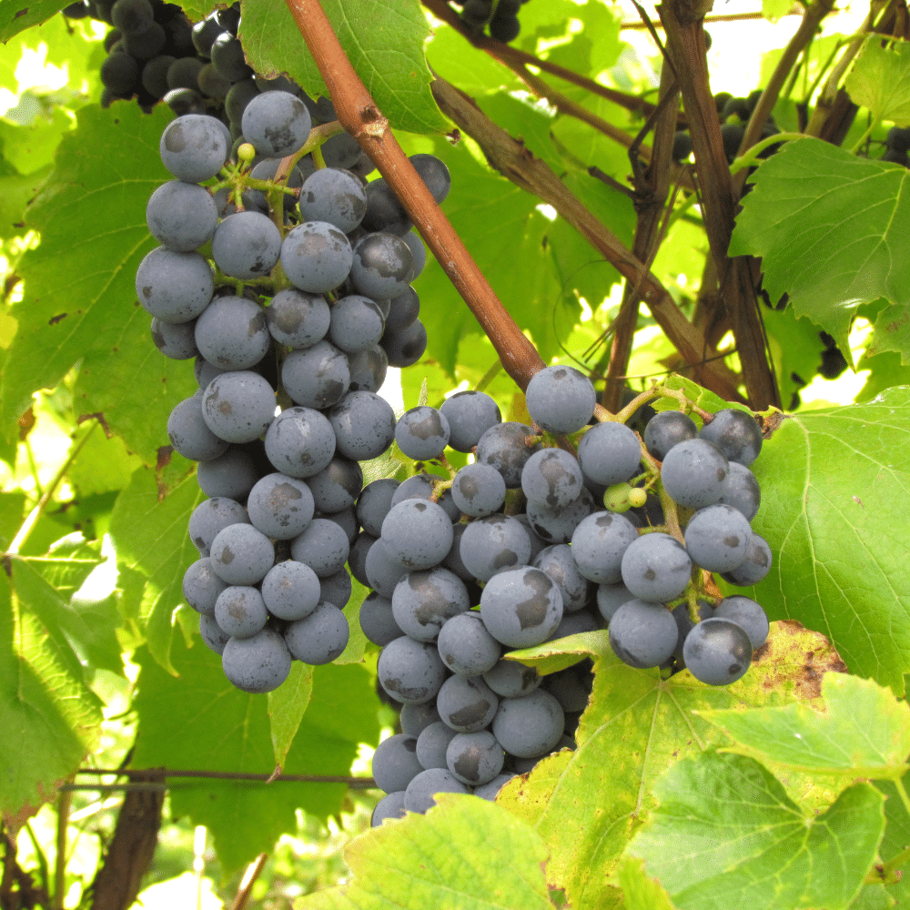 Dégustation de vins et cadeaux pour 2 personnes - Vignoble Domaine Bresee