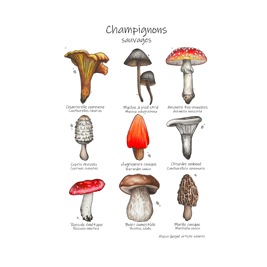 Affiche - Champignons sauvages