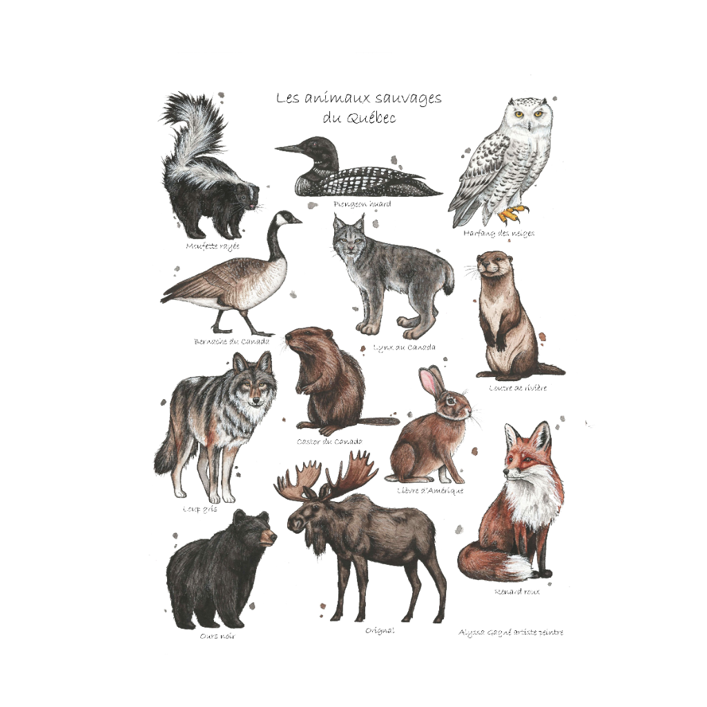 Affiche - Animaux sauvages du Québec