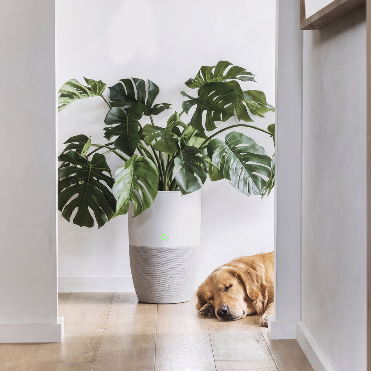 Purificateur d'air Bloom servant de cache-pot à une plante, près d'un chien couché