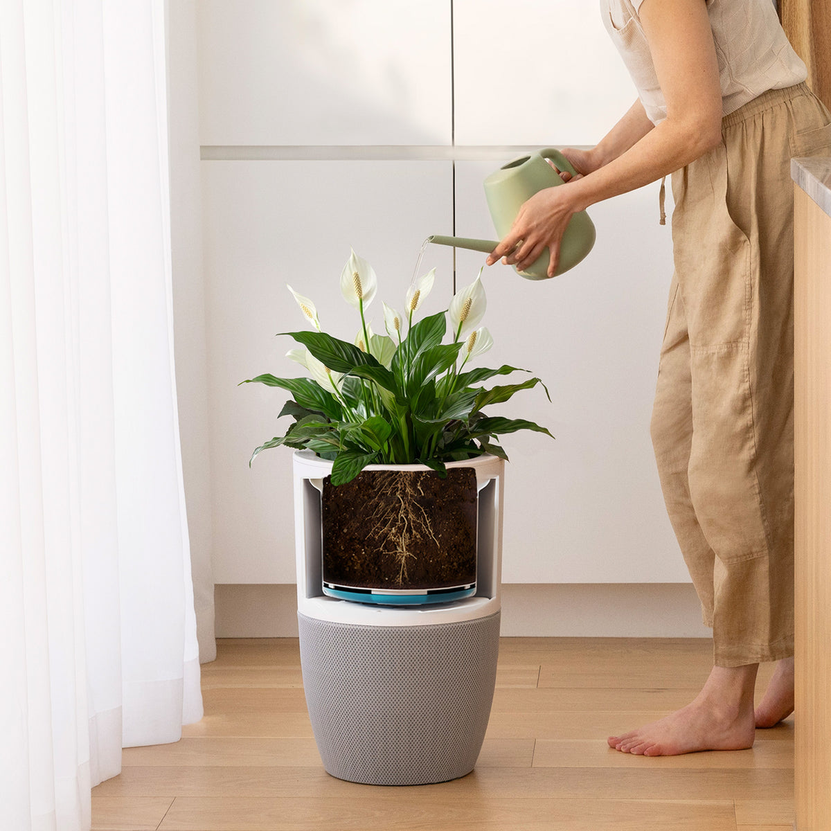 Arrosage d'une plante dans le cache-pot amovible du purificateur d'air Bloom, panier à racines visible