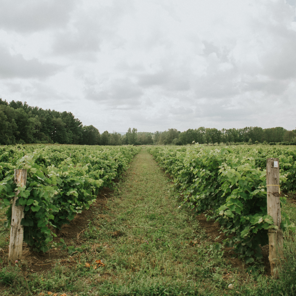 Dégustation de vins et boîte de 12 bouteilles pour 2 personnes - Domaine du Ridge