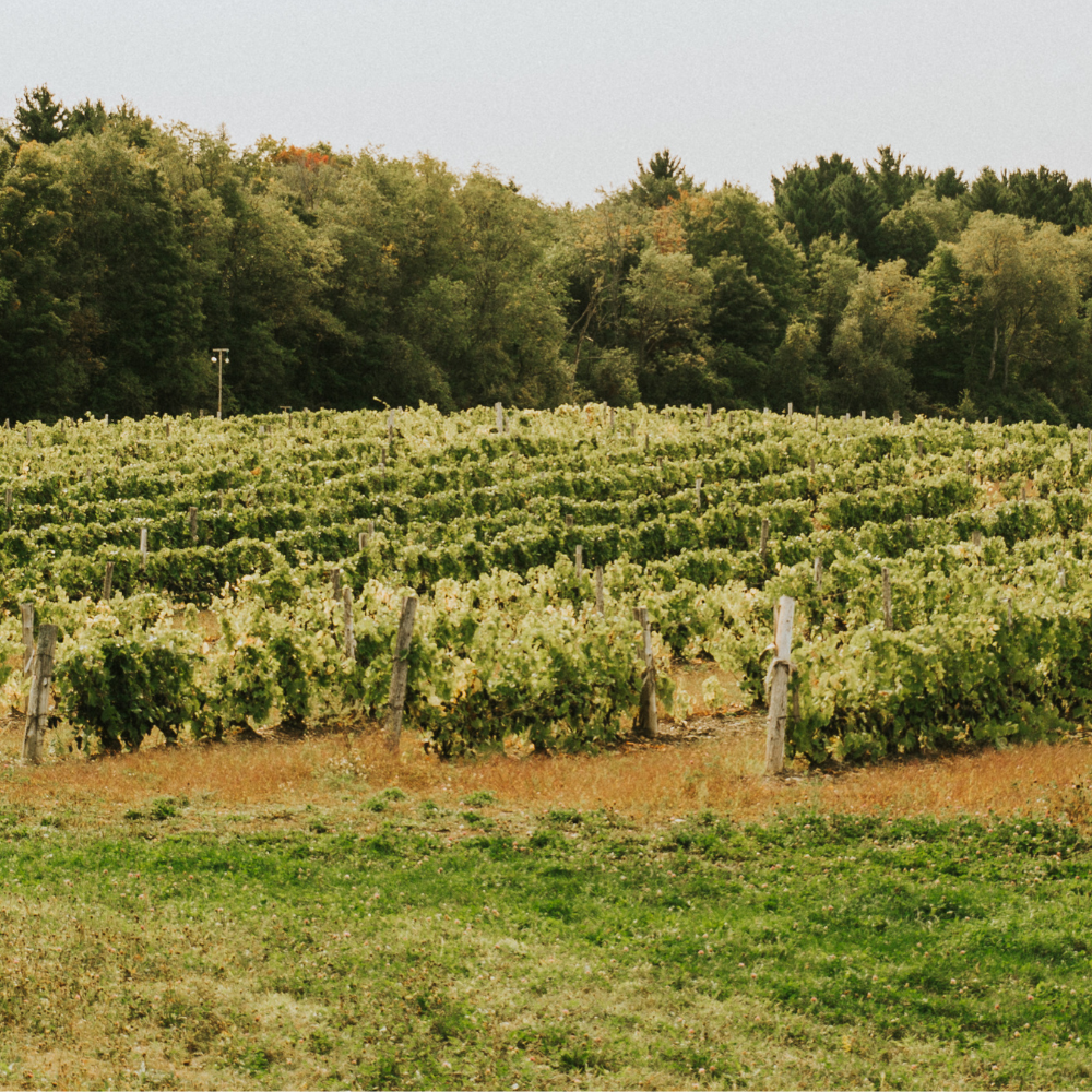 Dégustation de vins et boîte de 12 bouteilles pour 2 personnes - Domaine du Ridge