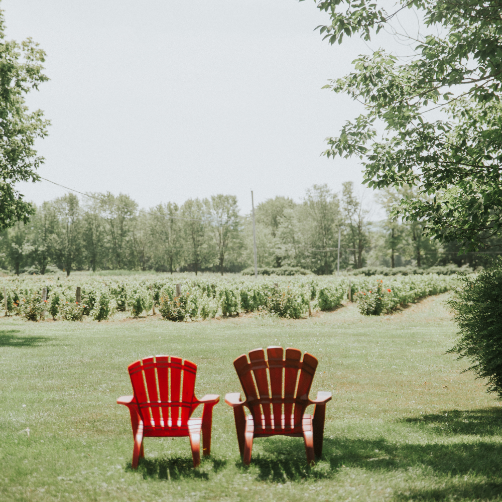 Dégustation de vins et boîte de 12 bouteilles pour 2 personnes - Domaine du Ridge