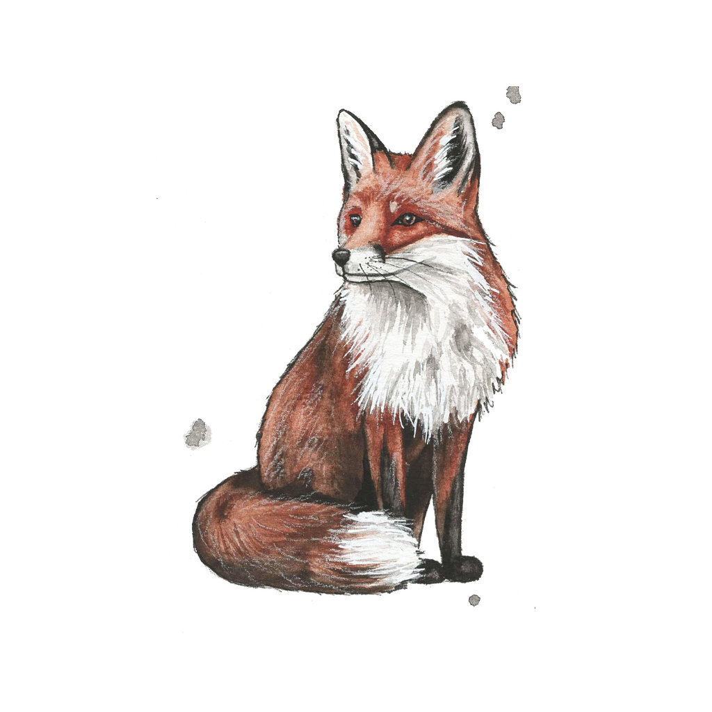 Affiche - Renard Roux - 5'' x 7''