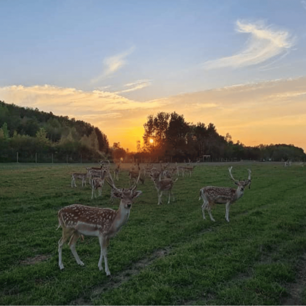 Visite avec les animaux pour 4 personnes - Ranch Dupont