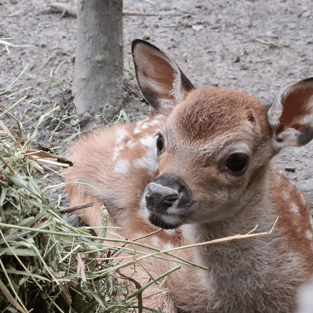 Visite avec les animaux pour 4 personnes - Ranch Dupont