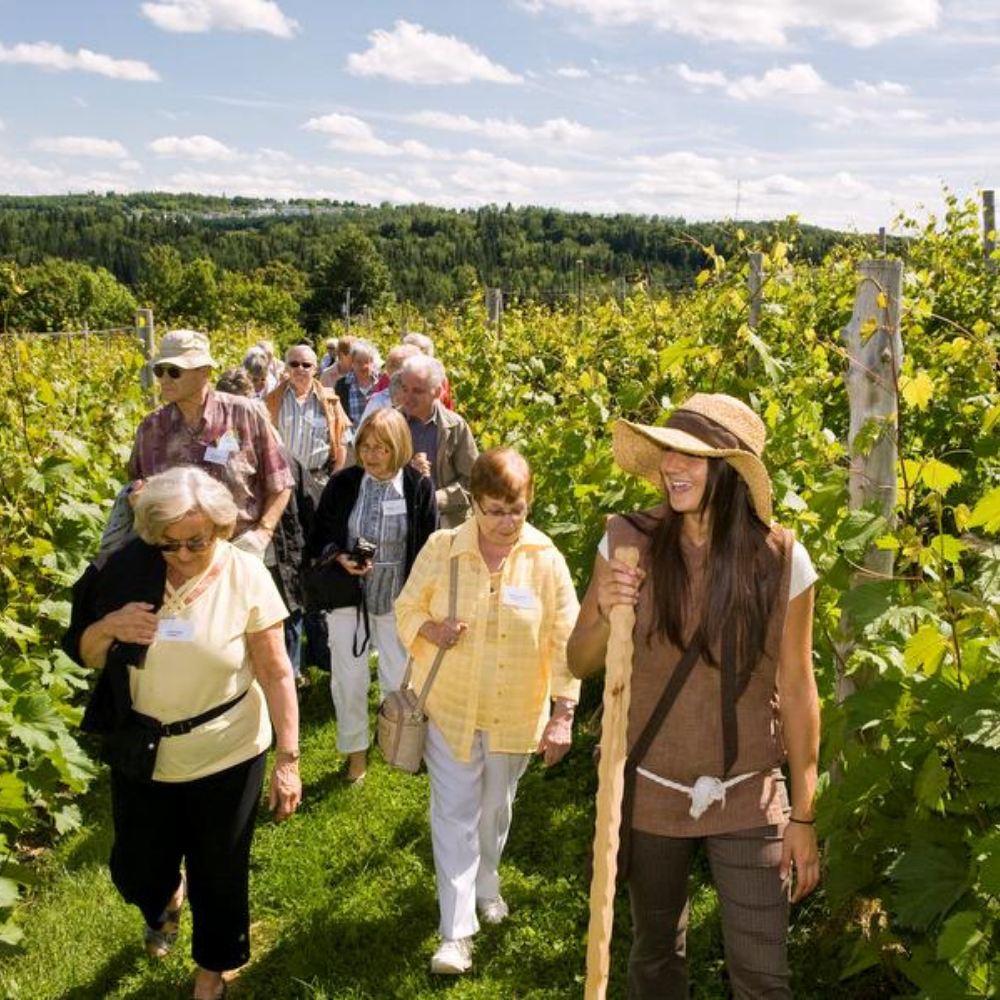 Dégustation de vins pour 4 personnes - Vignoble La Halte des Pèlerins
