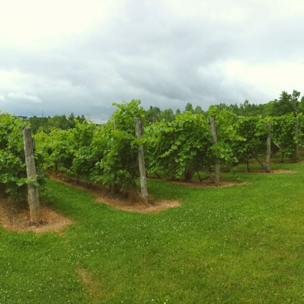 Dégustation de vins pour 4 personnes - Vignoble La Halte des Pèlerins