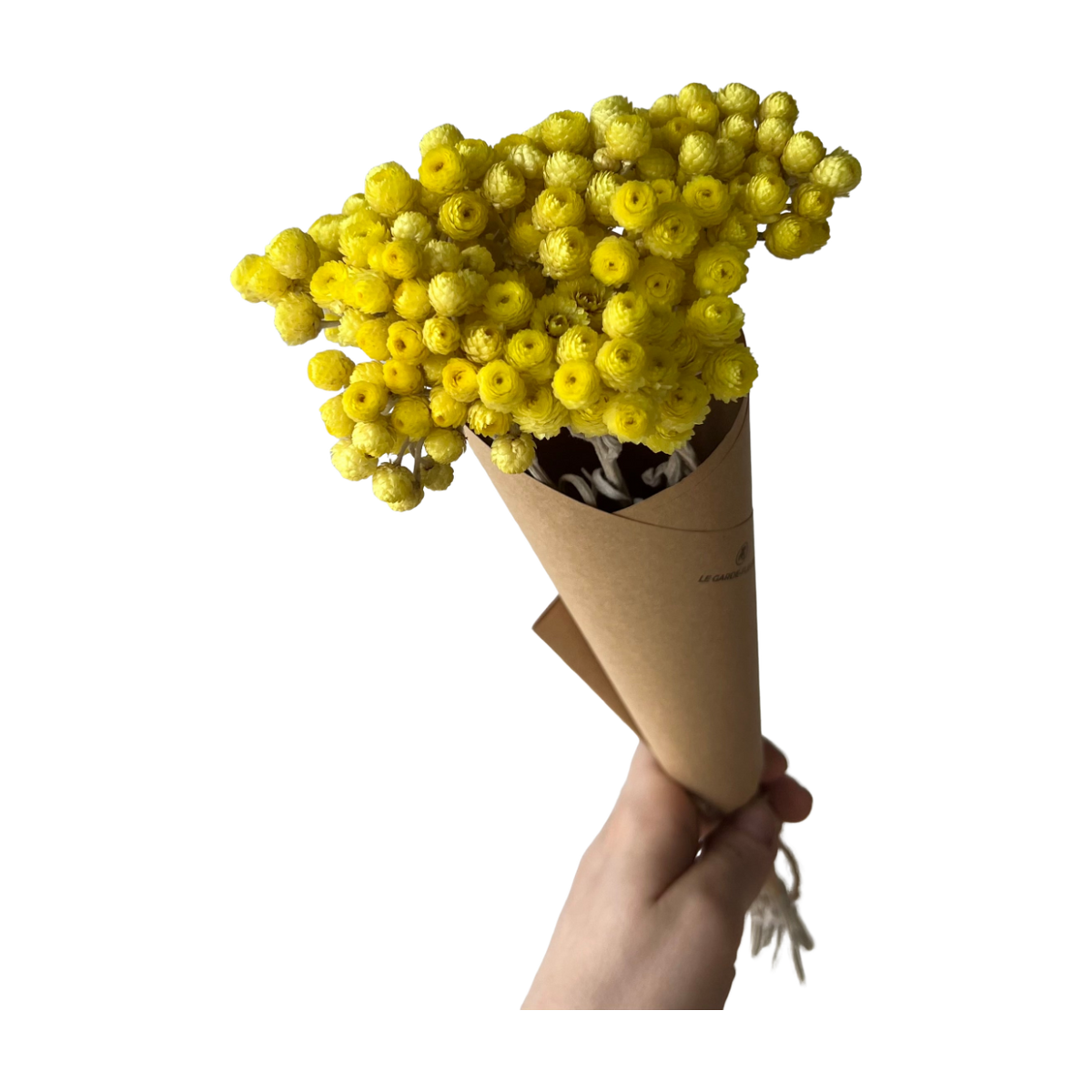 Helichrysums jaunes