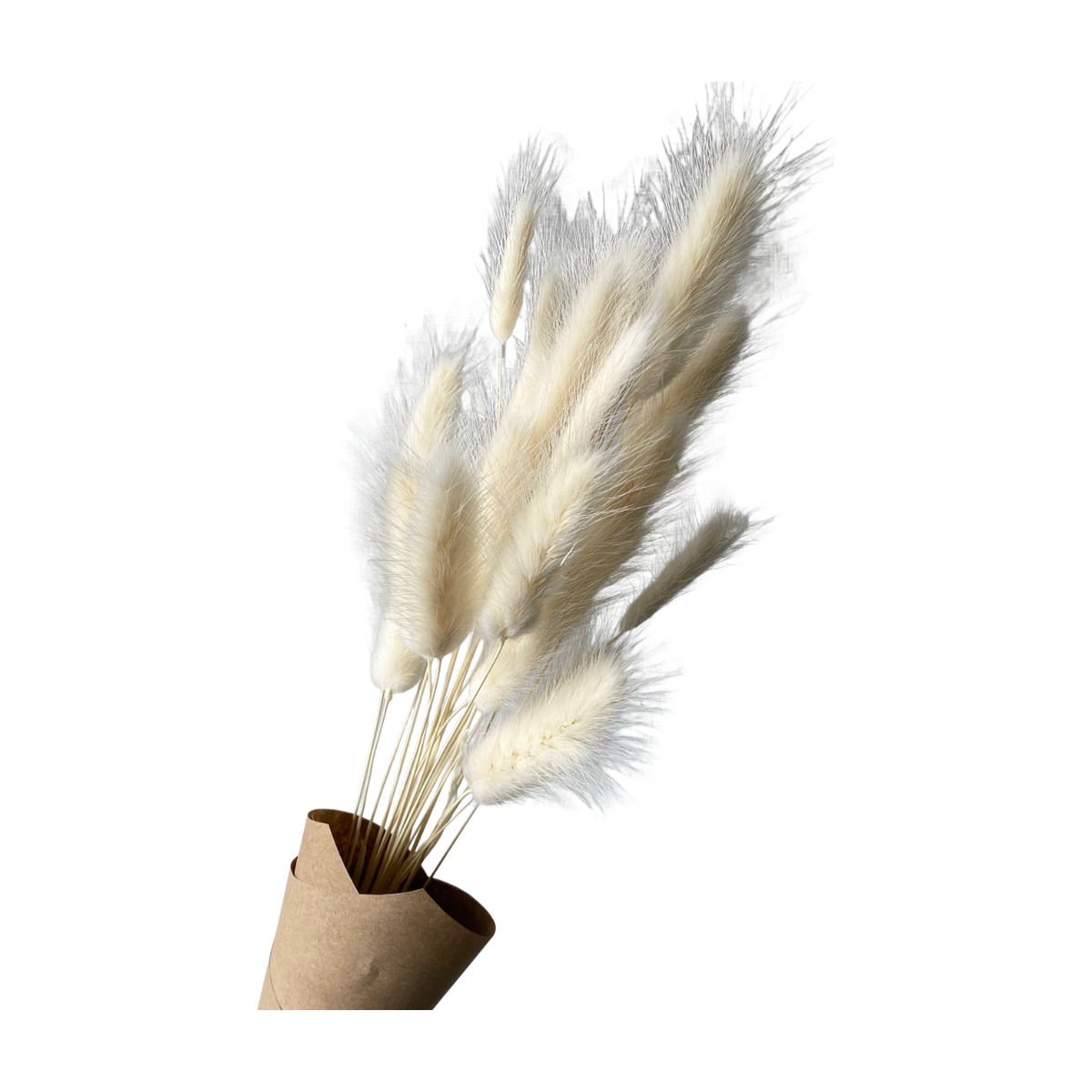 Lagurus blancs