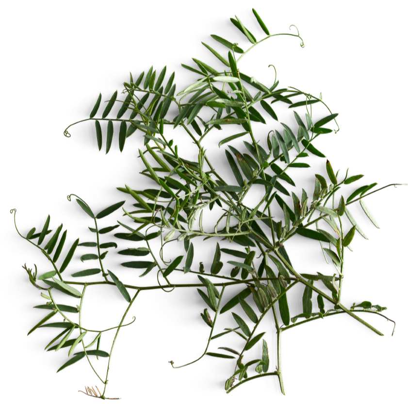 Tisane Inuit - Ronce petit-mûrier (Arpiqutik)